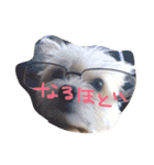 愛犬シナモン（個別スタンプ：20）