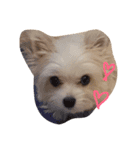 愛犬シナモン（個別スタンプ：21）