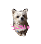 愛犬シナモン（個別スタンプ：22）