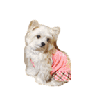 愛犬シナモン（個別スタンプ：23）