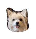 愛犬シナモン（個別スタンプ：24）