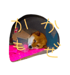 Yoshie  and  Puri（個別スタンプ：1）