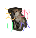 Yoshie  and  Puri（個別スタンプ：2）