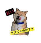 Yoshie  and  Puri（個別スタンプ：10）