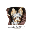 ツン＆レイ＆レナ（個別スタンプ：1）