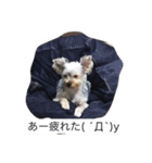 ツン＆レイ＆レナ（個別スタンプ：5）