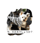 ツン＆レイ＆レナ（個別スタンプ：14）