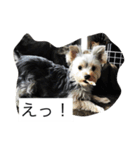 ツン＆レイ＆レナ（個別スタンプ：15）