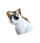 Funny four cats（個別スタンプ：1）