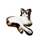 Funny four cats（個別スタンプ：2）
