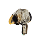 Funny four cats（個別スタンプ：3）