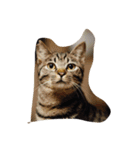 Funny four cats（個別スタンプ：4）