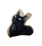 Funny four cats（個別スタンプ：6）