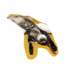 Funny four cats（個別スタンプ：8）