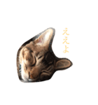もん吉4（個別スタンプ：5）
