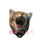 もん吉3（個別スタンプ：1）