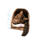 もん吉3（個別スタンプ：4）