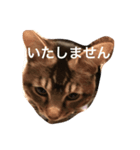 もん吉3（個別スタンプ：6）