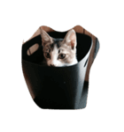 fu'-ta（個別スタンプ：1）