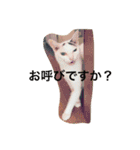 八兵衛にゃんとその仲間①（個別スタンプ：7）