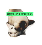 八兵衛にゃんとその仲間①（個別スタンプ：12）