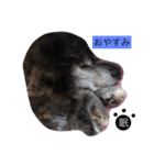 毎日ボブちゃん2（個別スタンプ：3）