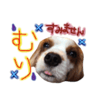 モモタロスタンプ（個別スタンプ：2）