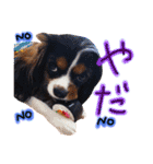モモタロスタンプ（個別スタンプ：3）