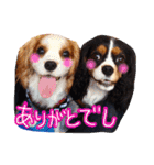 モモタロスタンプ（個別スタンプ：5）