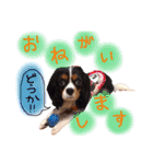 モモタロスタンプ（個別スタンプ：6）