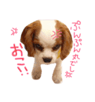 モモタロスタンプ（個別スタンプ：10）