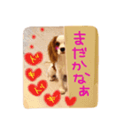 モモタロスタンプ（個別スタンプ：12）