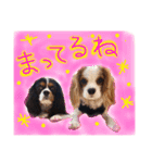 モモタロスタンプ（個別スタンプ：14）