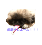 Mofutam（個別スタンプ：1）