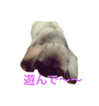 Mofutam（個別スタンプ：2）
