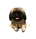 Mofutam（個別スタンプ：3）