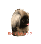 Mofutam（個別スタンプ：6）