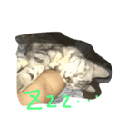 こじ-こじ（個別スタンプ：3）