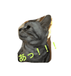 こじ-こじ（個別スタンプ：5）