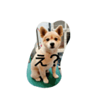 riposa（個別スタンプ：8）