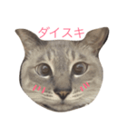 カブちゃんのスタンプ（個別スタンプ：2）