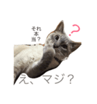 カブちゃんのスタンプ（個別スタンプ：6）