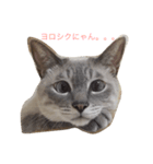 カブちゃんのスタンプ（個別スタンプ：7）