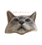 カブちゃんのスタンプ（個別スタンプ：8）