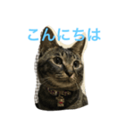 ねこからのつぶやき（個別スタンプ：1）