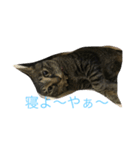 ねこからのつぶやき（個別スタンプ：3）