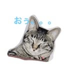 ねこからのつぶやき（個別スタンプ：4）