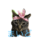 ねこからのつぶやき（個別スタンプ：5）