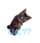 ねこからのつぶやき（個別スタンプ：6）