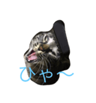 ねこからのつぶやき（個別スタンプ：8）